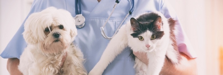 A veterinarian holding a cat and a dog.