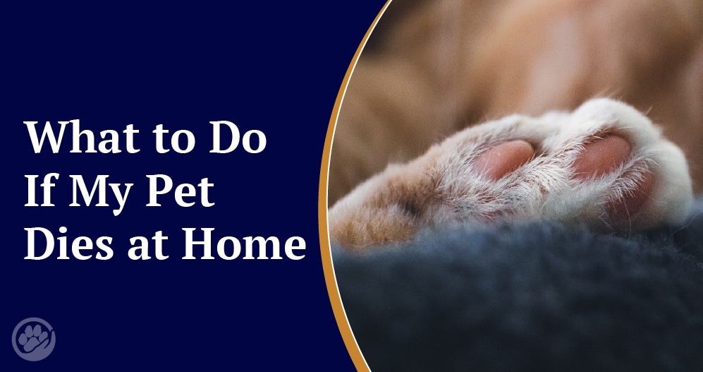 what to do if a dog dies at home