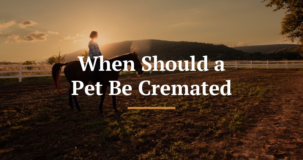 When Should a Pet Be Cremated title image.