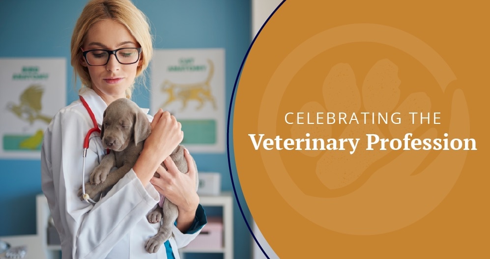 Celebrating the Veterinary Profession title image.