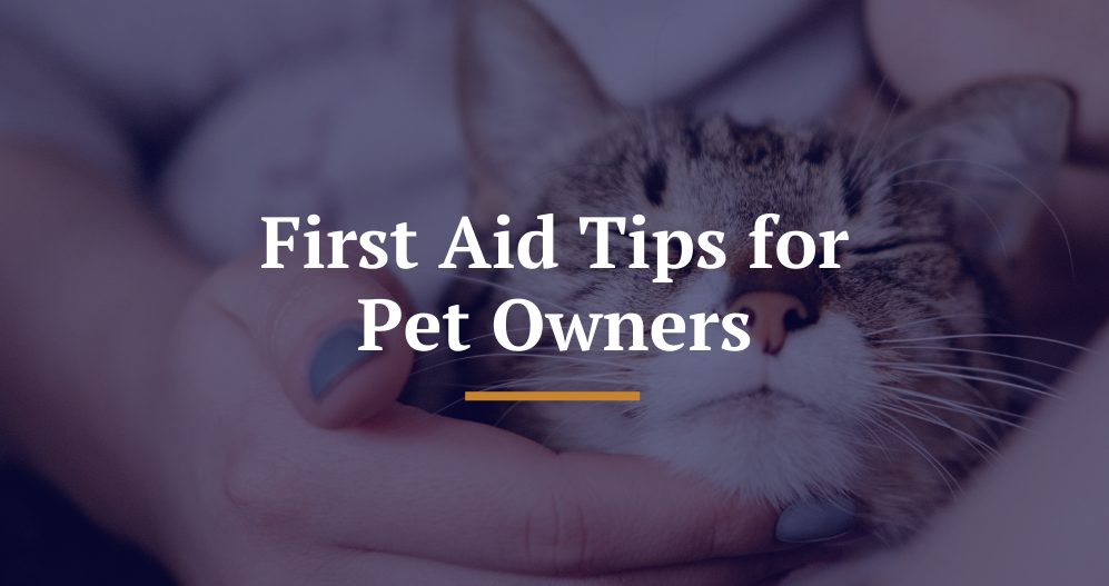 Pet first aid tips.