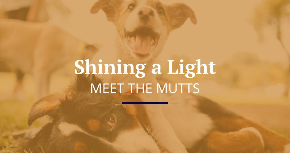 Dog adoption - meet the mutts.