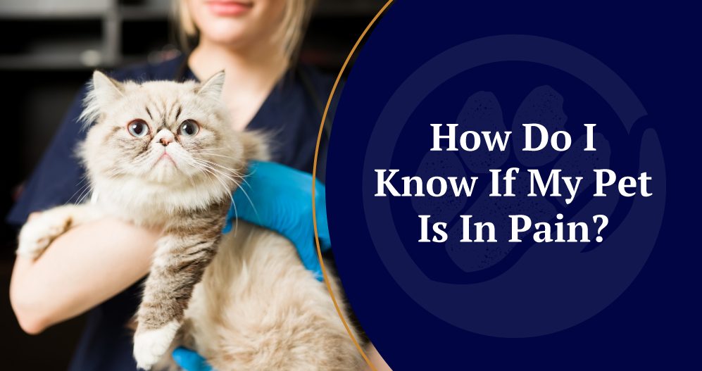 Signs Your Pet is in Pain title image.