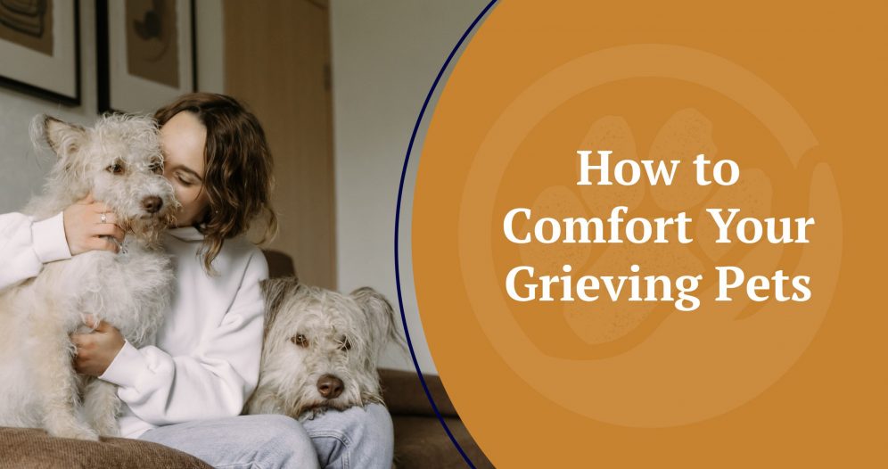 How to comfort a grieving pet.