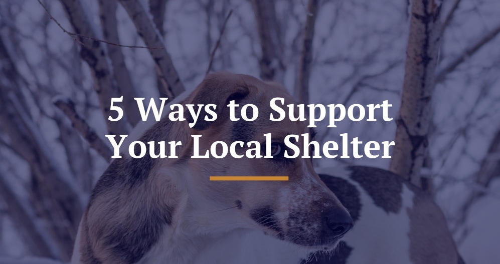 5 Ways to Support Your Local Shelter title image.