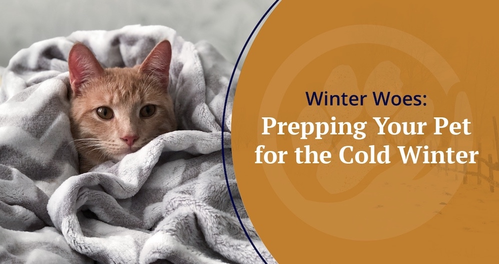 Prepping your pet for the cold winter title image.