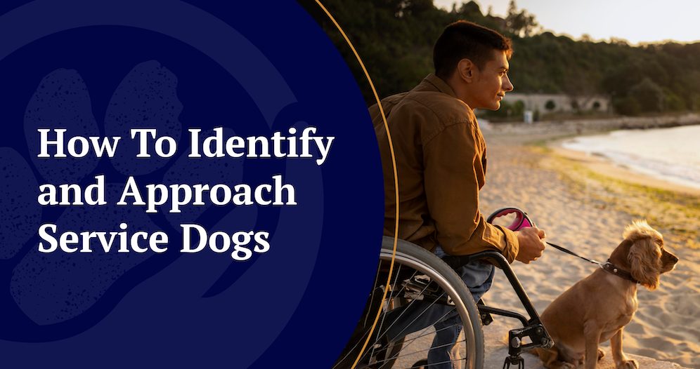 How to Identify and Approach Service Dogs