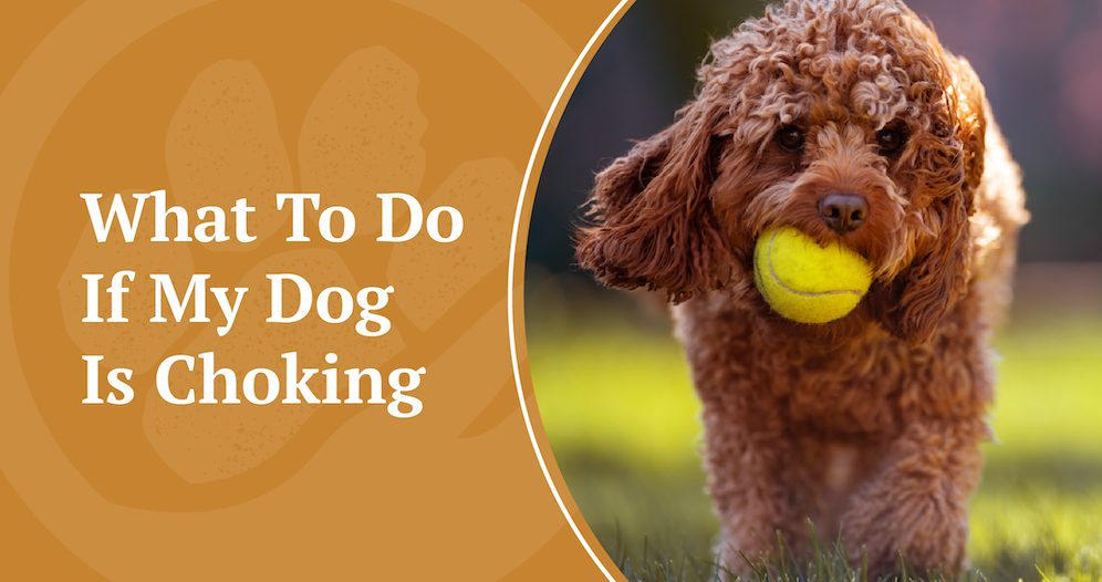 What To Do If My Dog Is Choking.