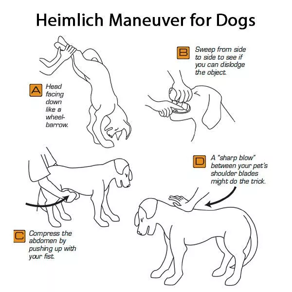Heimlich Maneuver for Dogs  A. Head facing down like a wheel-barrow.  B. Sweep from side to side to see if you can dislodge the object.  C. Compress the abdomen by pushing up with your fist.  D. A "sharp blow" between your pet's shoulder blades might do the trick.