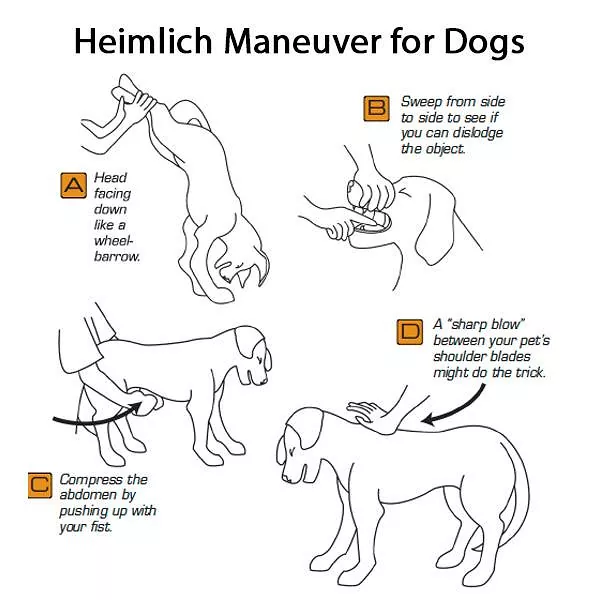 Heimlich Maneuver for Dogs 

A. Head facing down like a wheel-barrow.

B. Sweep from side to side to see if you can dislodge the object.

C. Compress the abdomen by pushing up with your fist.

D. A "sharp blow" between your pet's shoulder blades might do the trick.