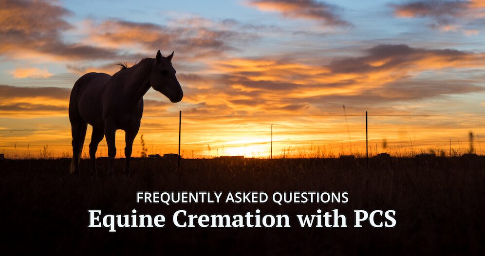 FAQ Equine Aftercare